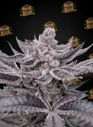 Dante's Inferno Feminized Marijuana Seeds