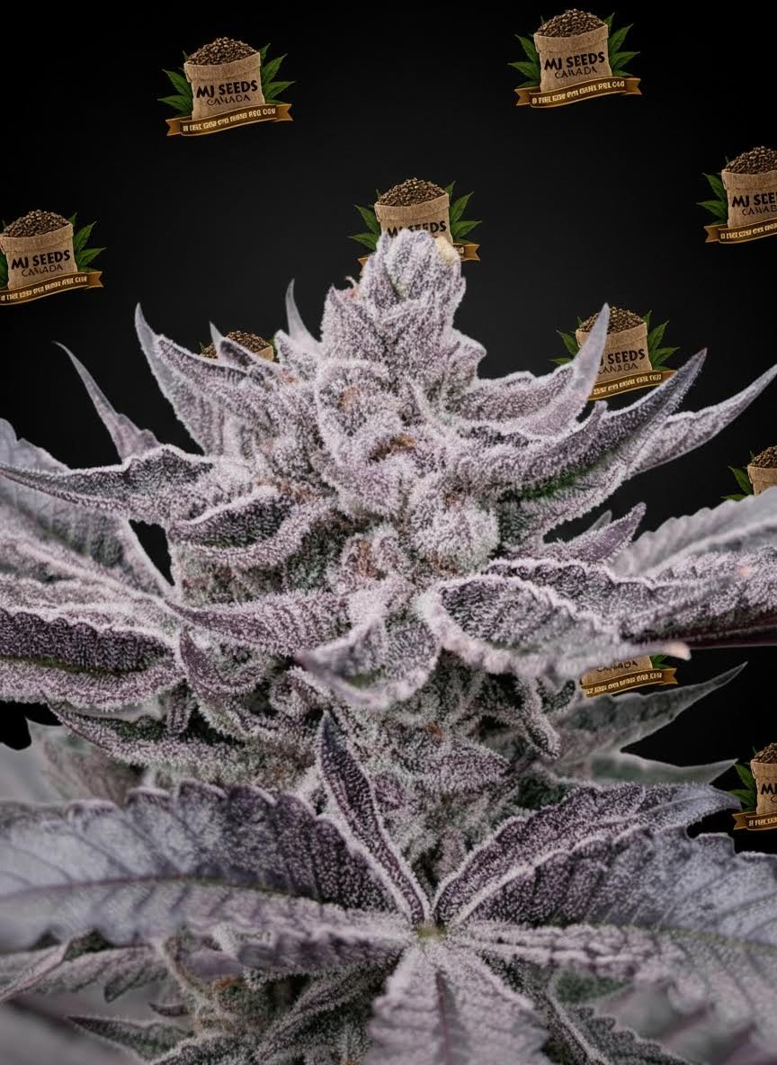 Dante's Inferno Feminized Marijuana Seeds