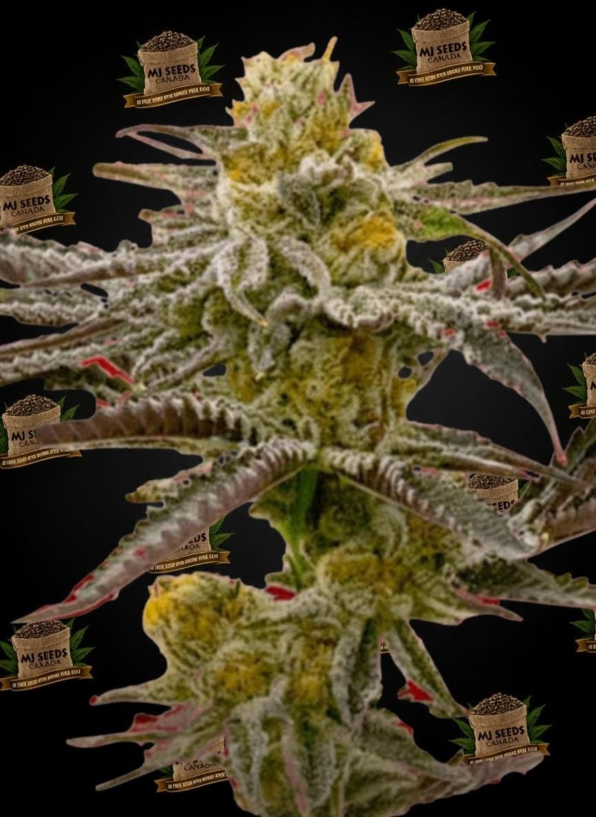 Dark Rainbow Feminized Marijuana Seeds