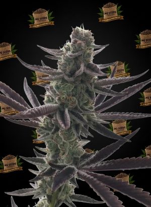Death Star Feminized Marijuana Seeds