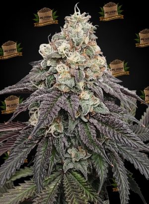 Dirty Sprite Feminized Marijuana Seeds