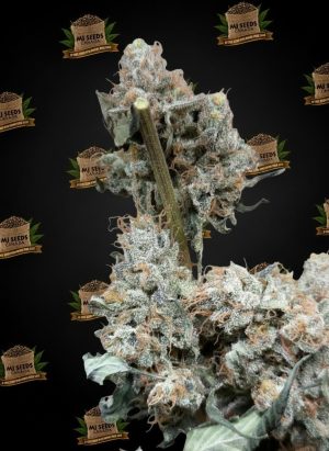 Don Mega Feminized Marijuana Seeds