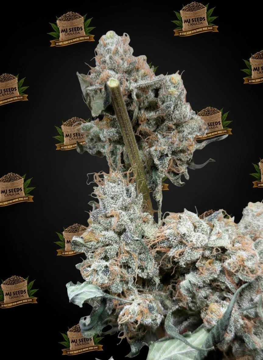 Don Mega Feminized Marijuana Seeds