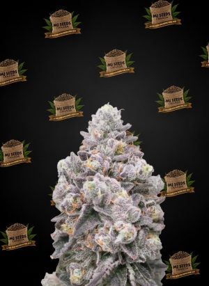 Dulce de Uva Feminized Marijuana Seeds