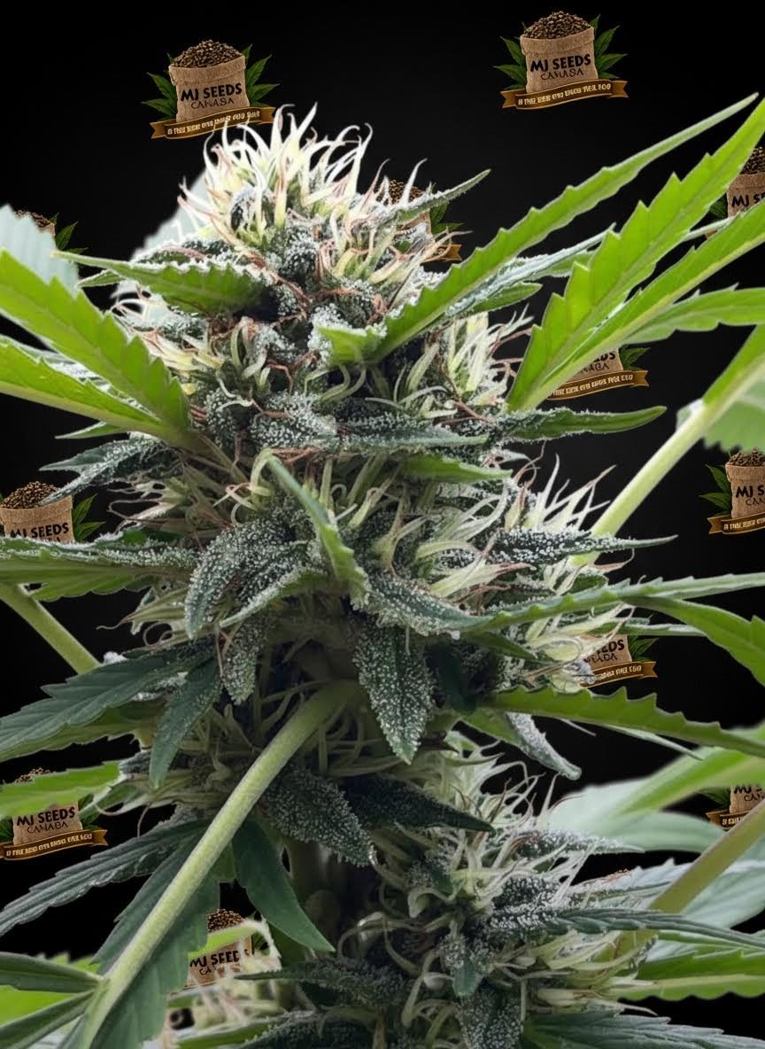 E85 Feminized Marijuana Seeds