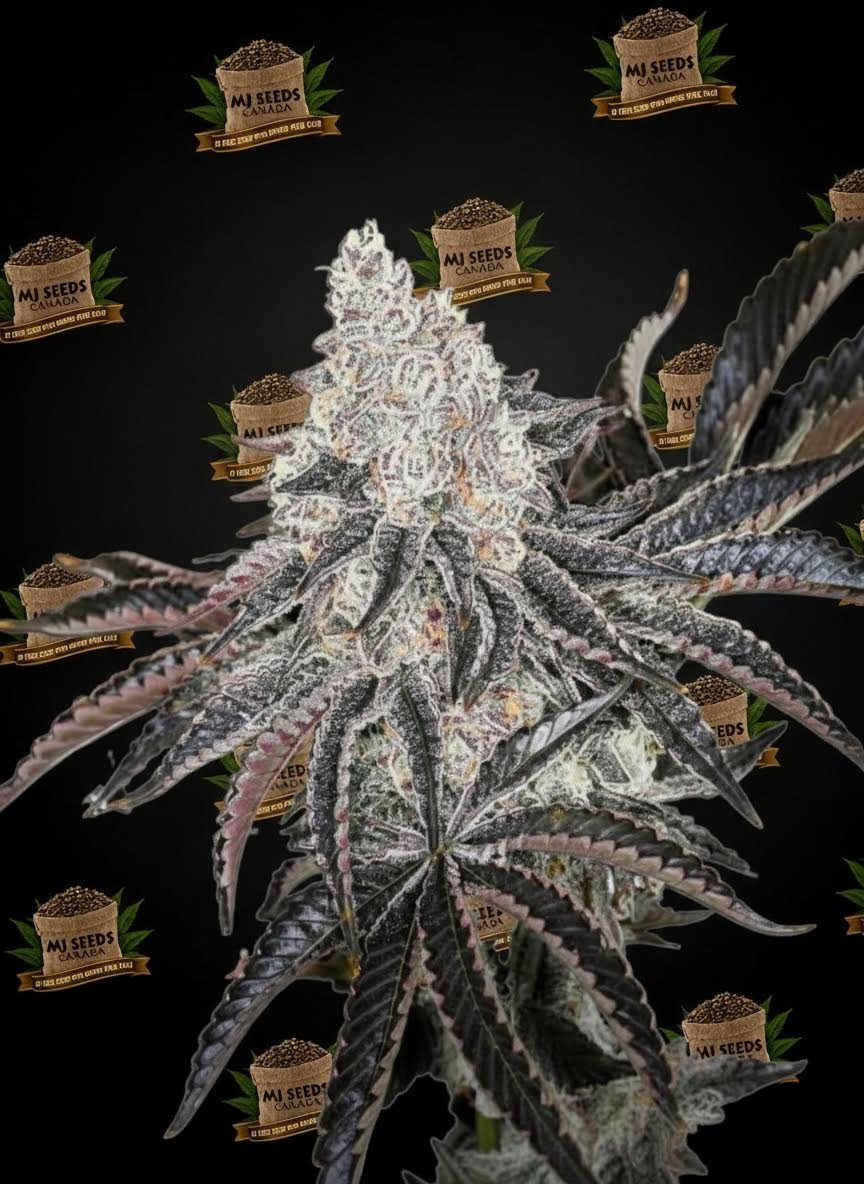 Frosted Flakes Feminized Marijuana Seeds