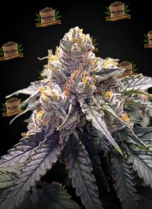 Gas Face Feminized Marijuana Seeds