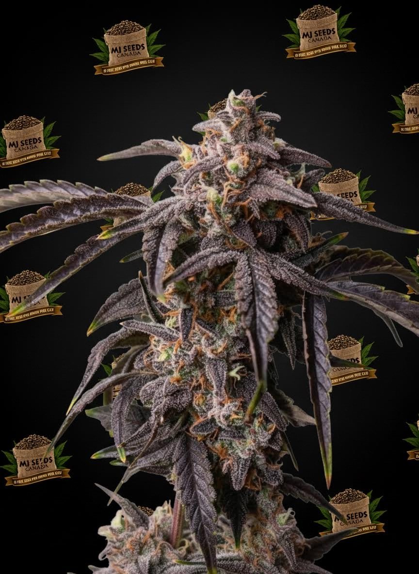 Gelatti Feminized Marijuana Seeds