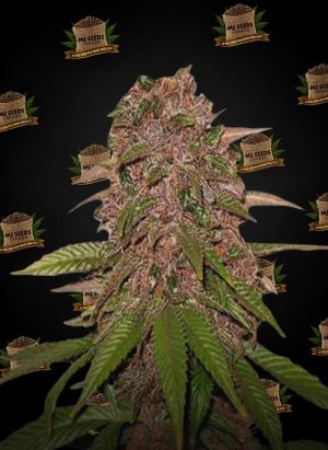 Godfather OG Feminized Marijuana Seeds