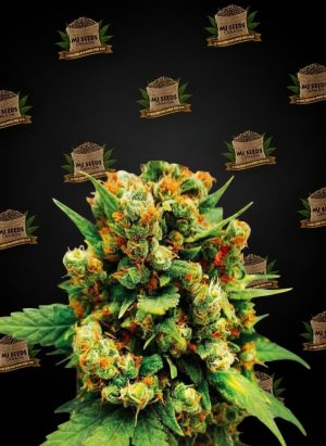 Golden Goat Feminized Marijuana Seeds