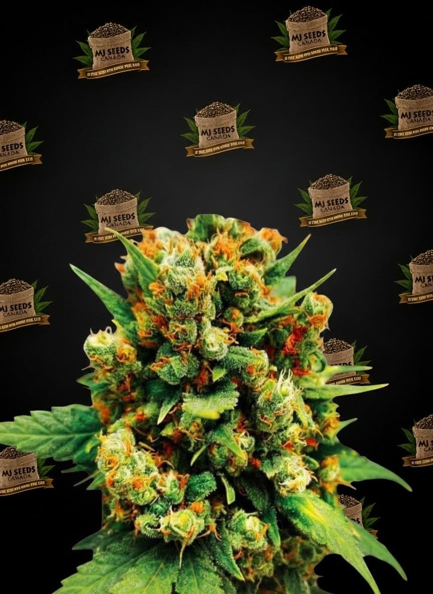 Golden Goat Feminized Marijuana Seeds