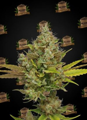 Golden Pineapple Feminized Marijuana Seeds