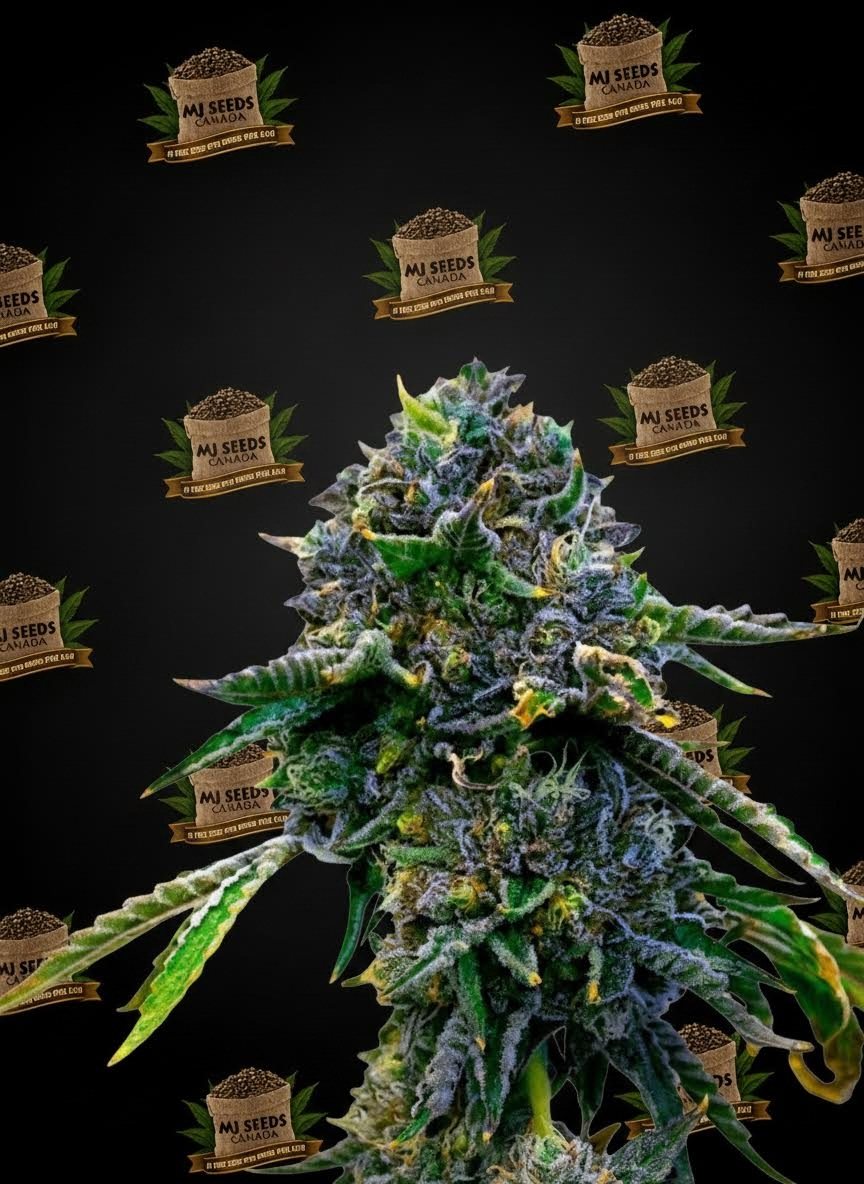 Grape Cake Feminized Marijuana Seeds