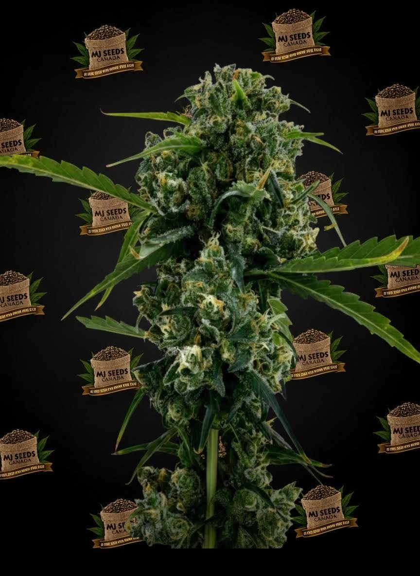 Grape Cream Cake Feminized Marijuana Seeds
