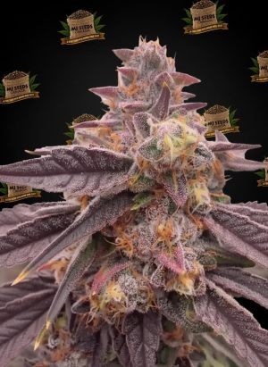 Grape Soda Feminized Marijuana Seeds