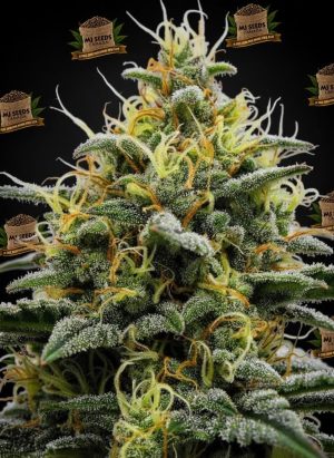 Gruntz Feminized Marijuana Seeds