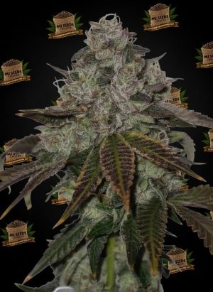 Han Solo Burger Feminized Marijuana Seeds