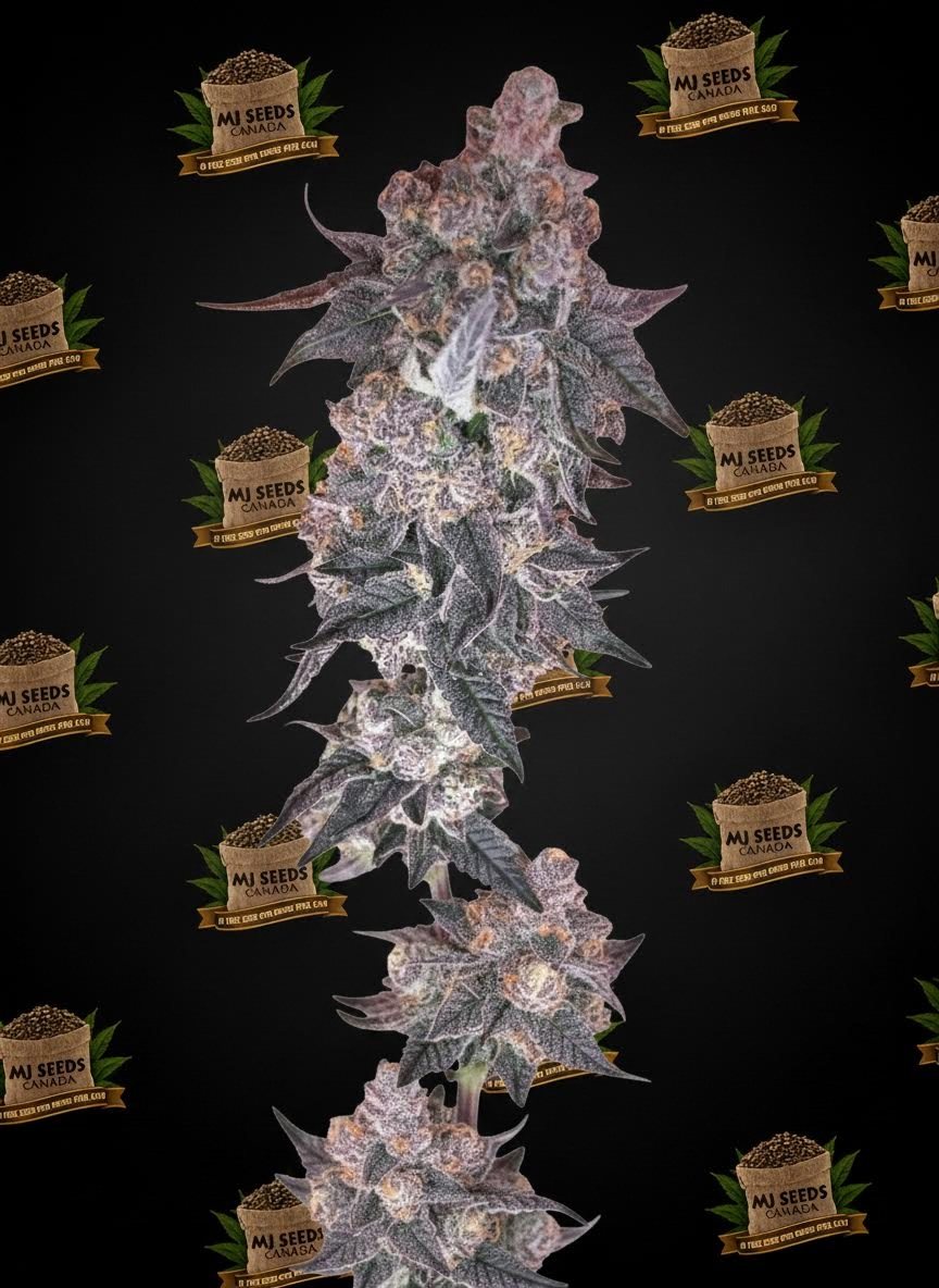 Hashburger Feminized Marijuana Seeds