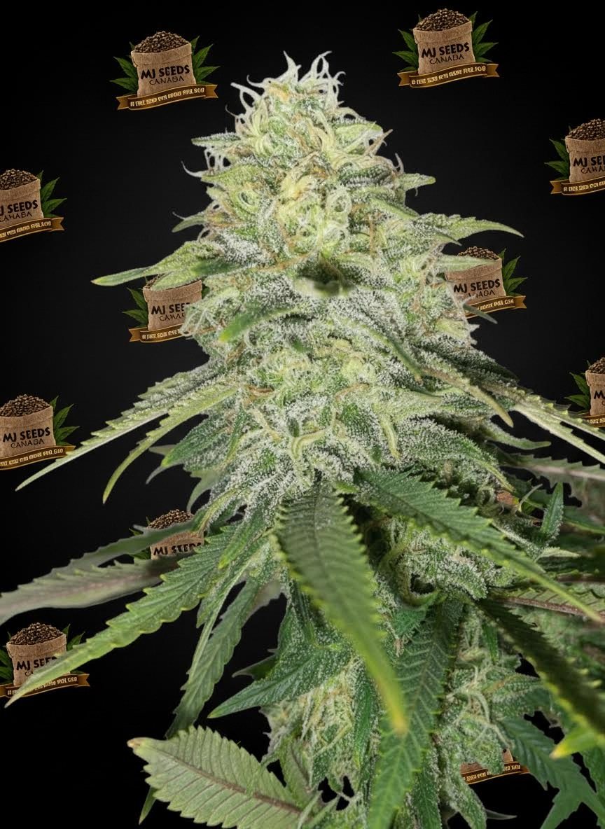 Hella Jelly Feminized Marijuana Seeds