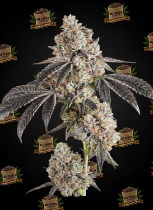 High Octane Feminized Marijuana Seeds