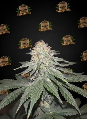 Jenny Kush Feminized Marijuana Seeds