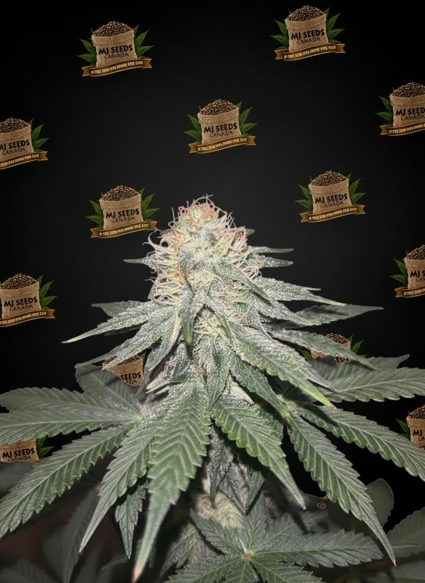 Jenny Kush Feminized Marijuana Seeds