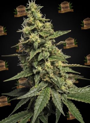 Jet Fuel Gelato Feminized Marijuana Seeds