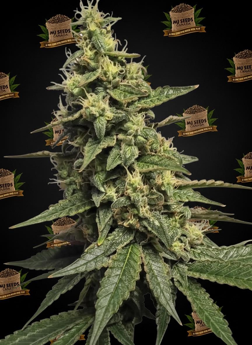 Jet Fuel Gelato Feminized Marijuana Seeds