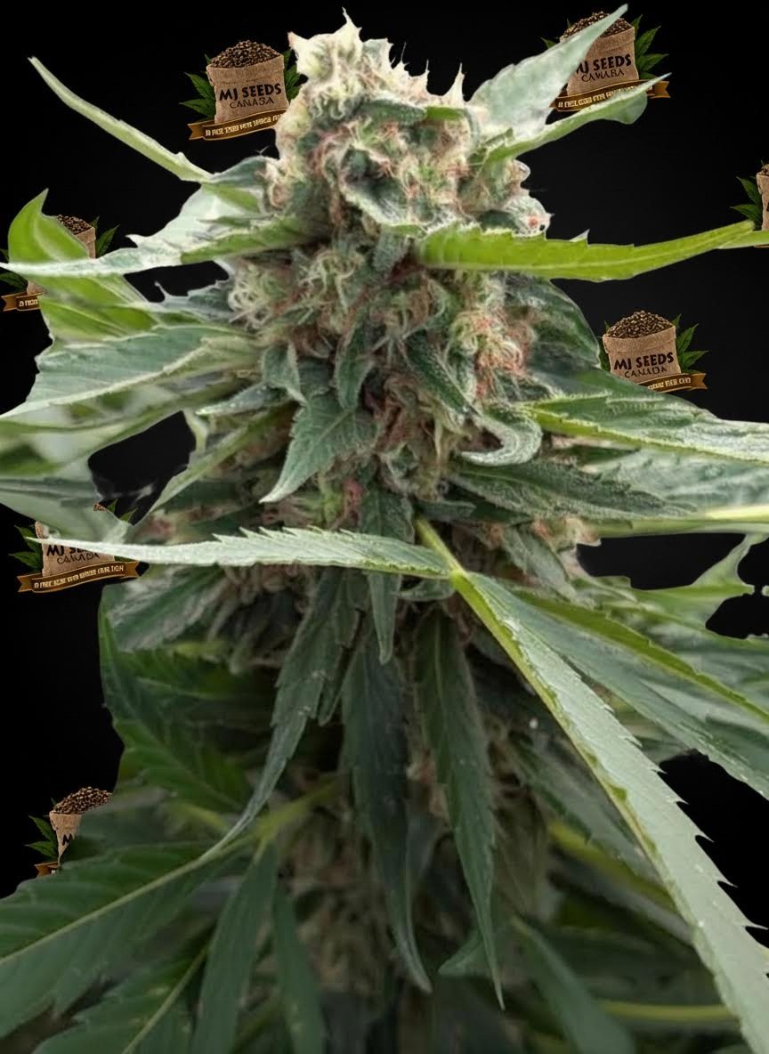 Kush Cake Feminized Marijuana Seeds