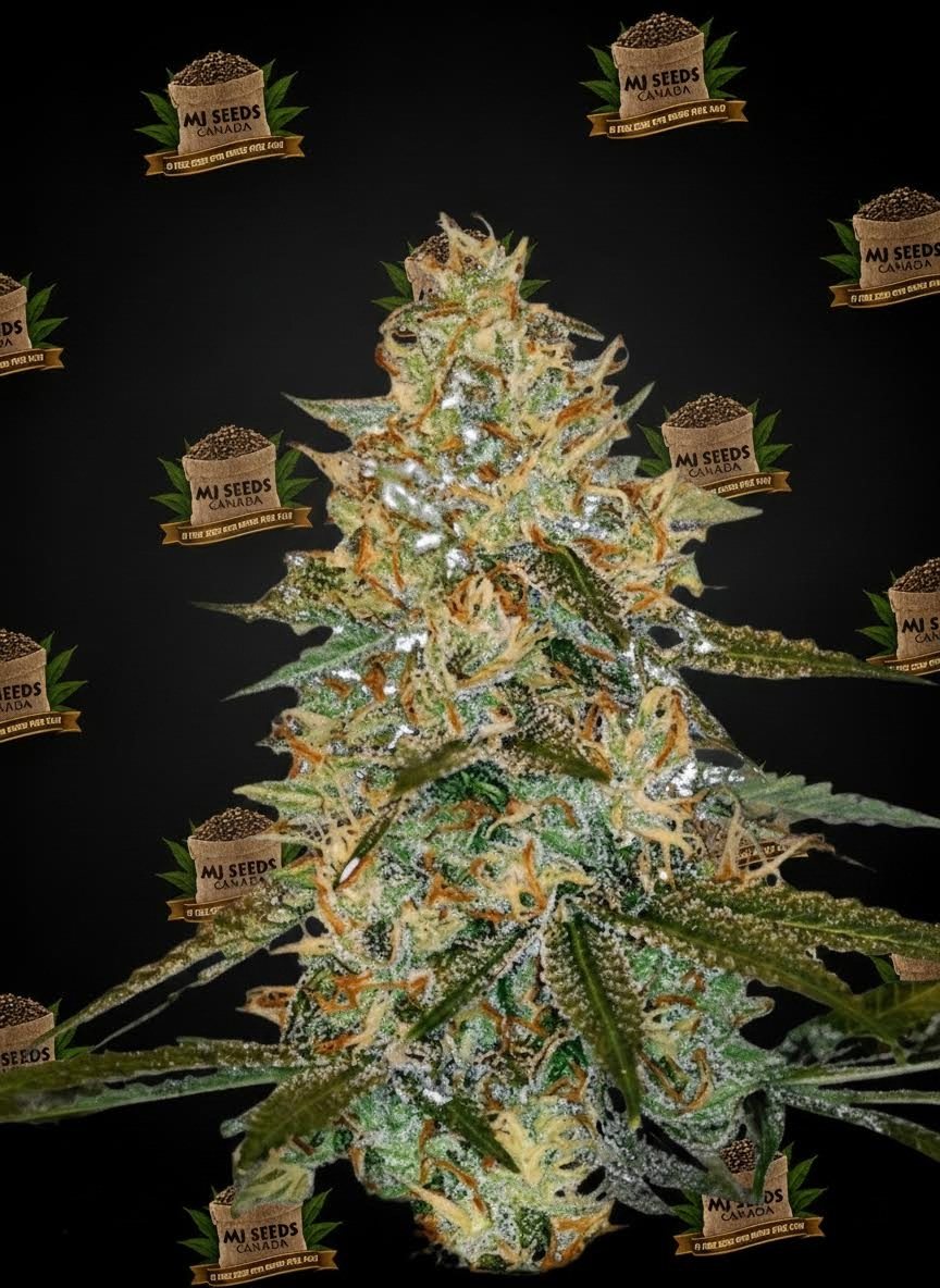 Lemon Drop Feminized Marijuana Seeds