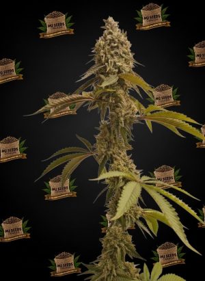 Lemon Pound Cake Feminized Marijuana Seeds