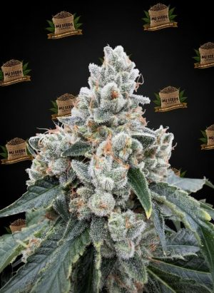 Lemon Skunk Feminized Marijuana Seeds