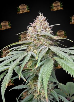 Lilac Diesel Feminized Marijuana Seeds