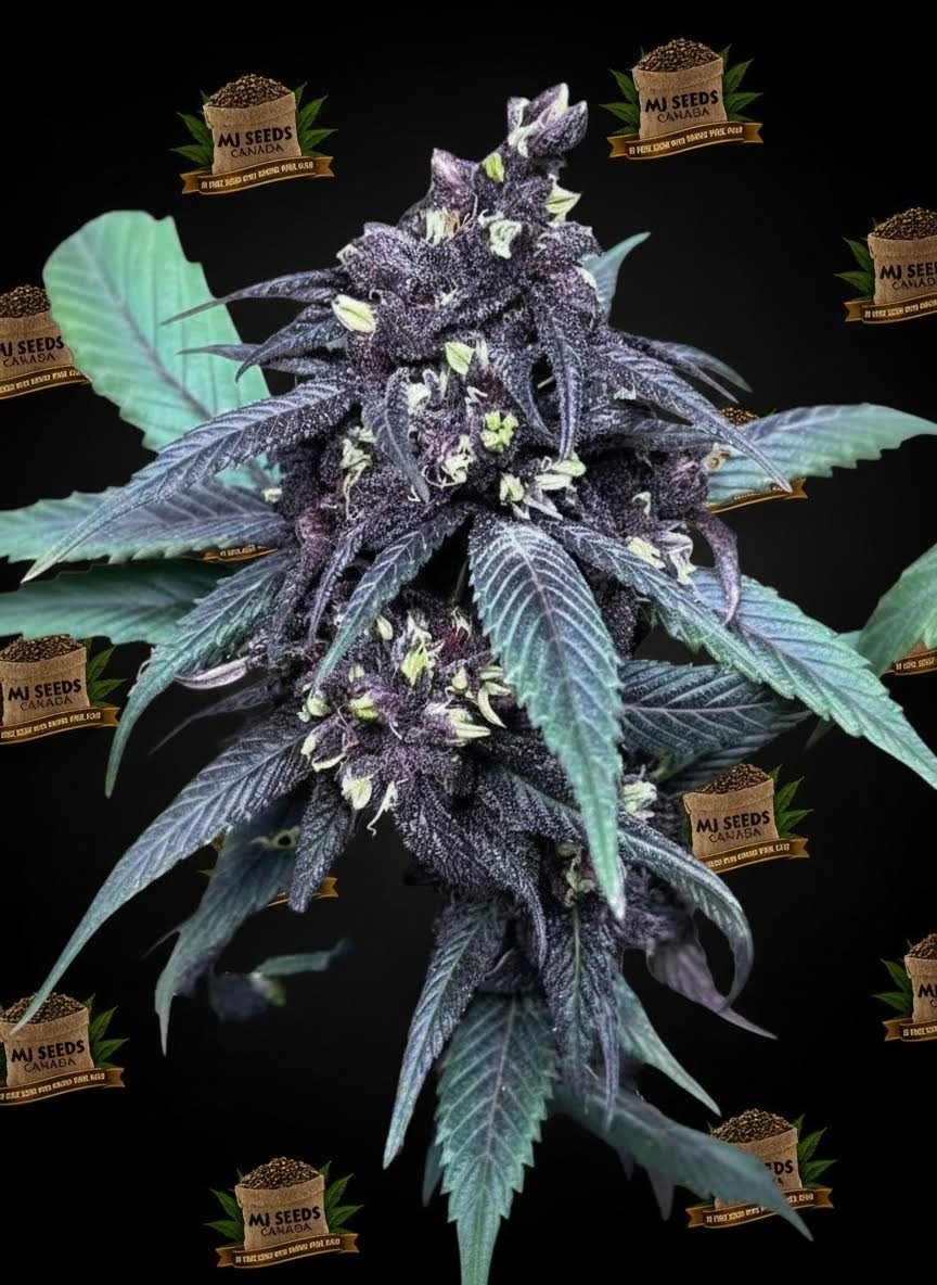 Mandarin Cookies Feminized Marijuana Seeds