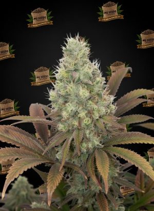 Melonade Feminized Marijuana Seeds