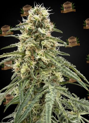 Moonbow Feminized Marijuana Seeds