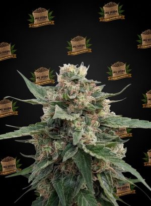 Pave Feminized Marijuana Seeds