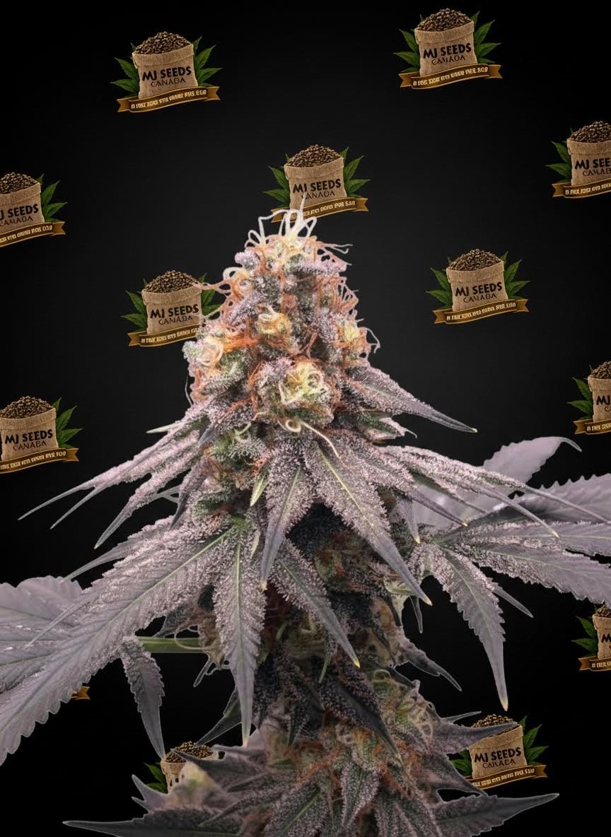 Pink Certz Feminized Marijuana Seeds