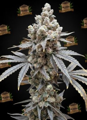 Pink Champagne Feminized Marijuana Seeds