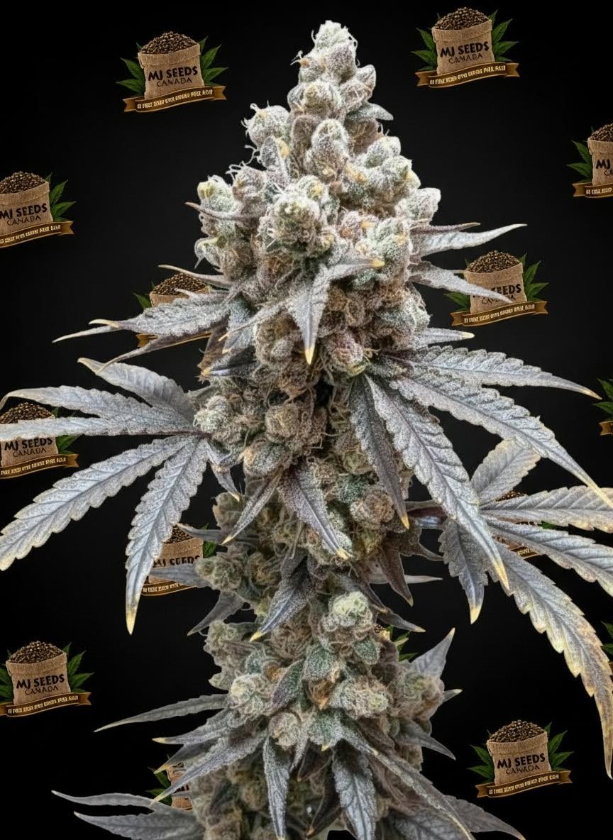 Pink Champagne Feminized Marijuana Seeds