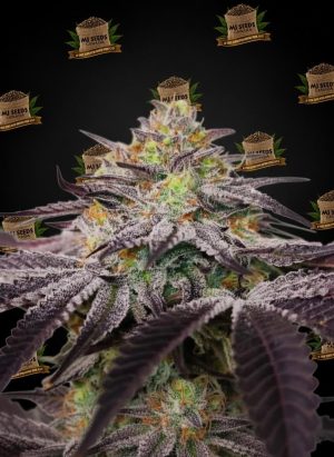 Pink Lemonade Feminized Marijuana Seeds