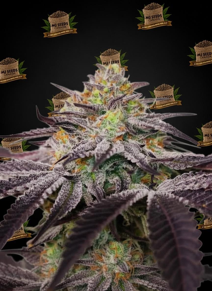 Pink Lemonade Feminized Marijuana Seeds
