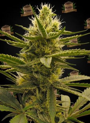 Pink Starburst Feminized Marijuana Seeds
