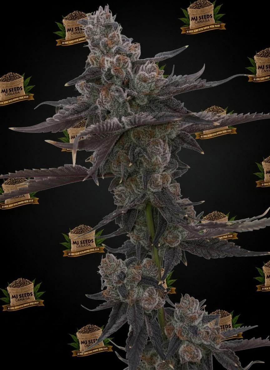 Pinnacle Feminized Marijuana Seeds