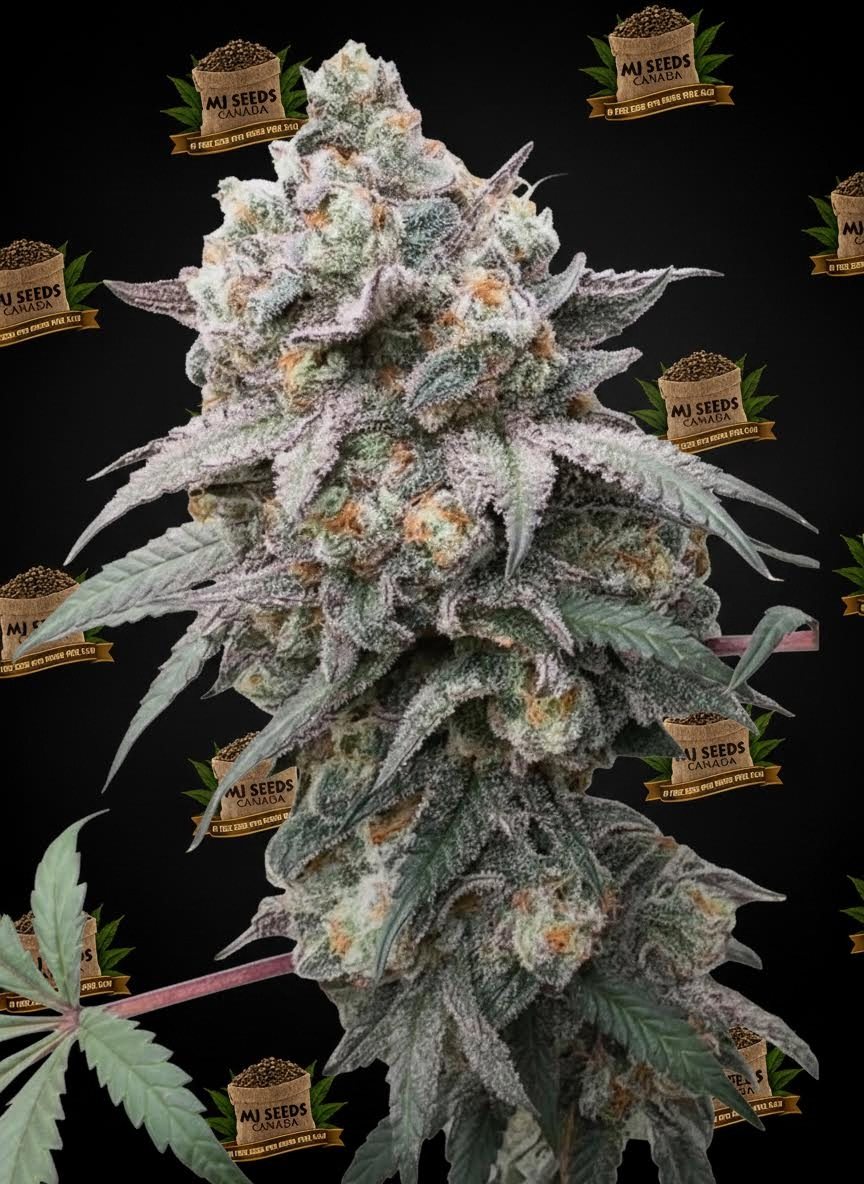 Pop Rocks Feminized Marijuana Seeds