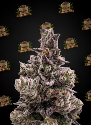 Purple Milk Feminized Marijuana Seeds
