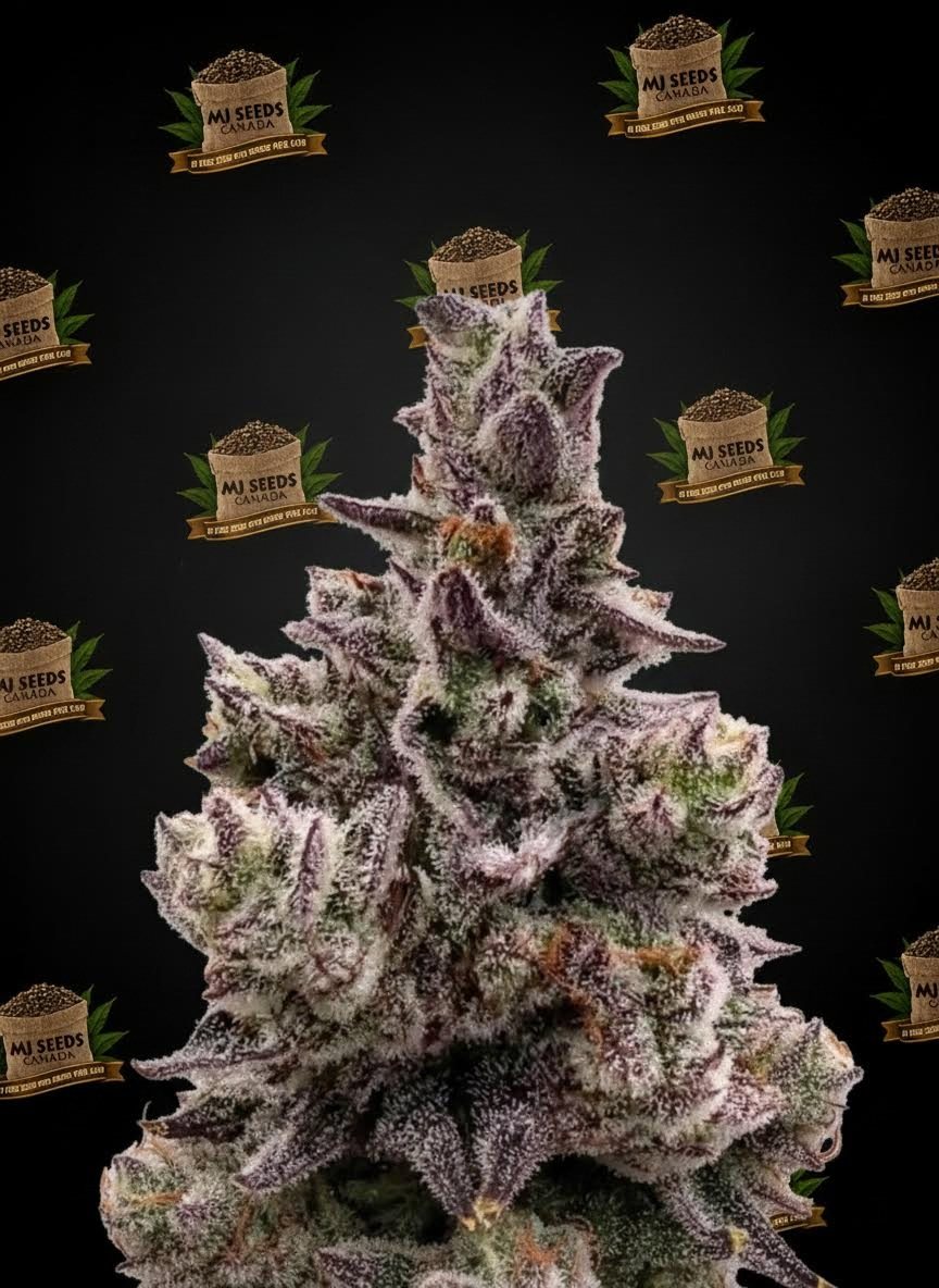 Purple Milk Feminized Marijuana Seeds