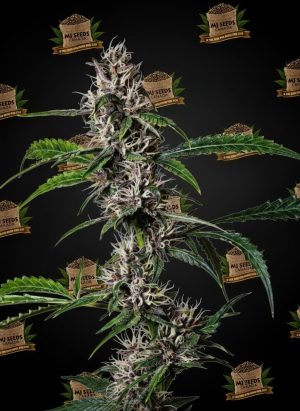 Purple Runtz Feminized Marijuana Seeds