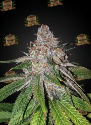 Red Runtz Feminized Marijuana Seeds