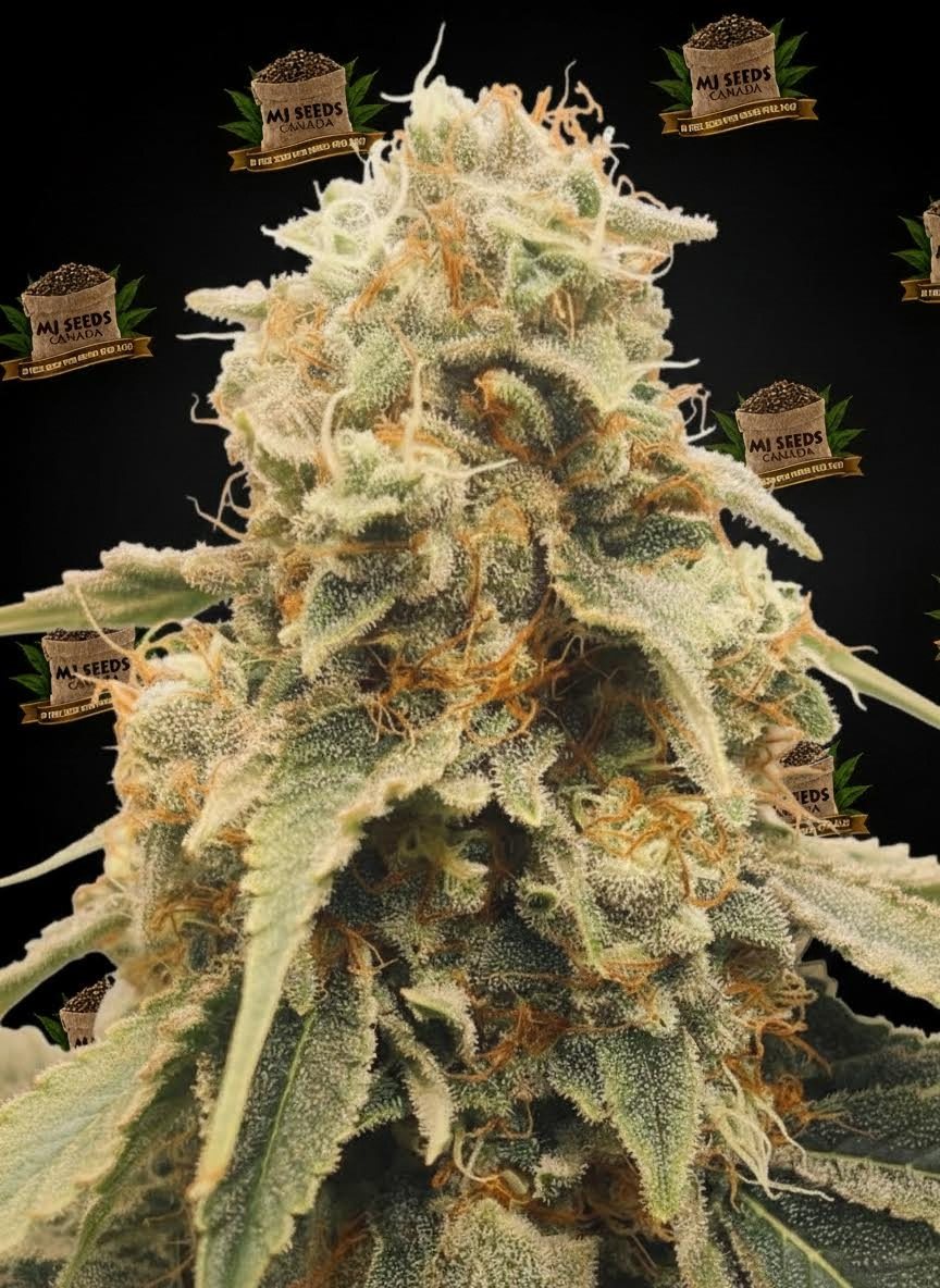 Singapore Sling Feminized Marijuana Seeds